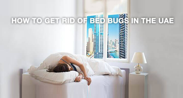 How to Get Rid of Bed Bugs in Your UAE Home