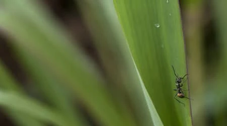 ants on lawn leaf