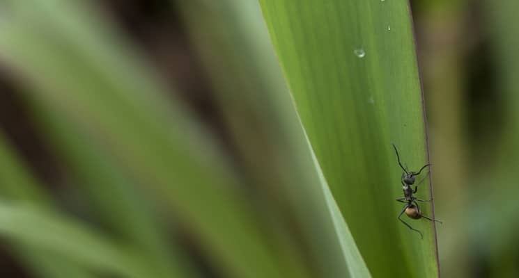 Tips from Pest Control Experts: How to Keep Ants from Destroying Your Lawn in Abu Dhabi