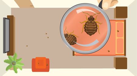 Bed bugs in the UAE