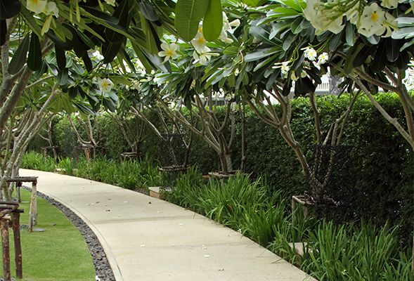 Landscaping Ideas for Your Dubai Garden