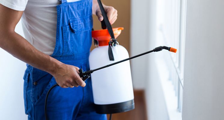 How to Ensure that Your Dubai Family is Safe During a Pest Control Session