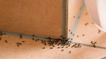 Pest control service for an ant infestation in Dubai