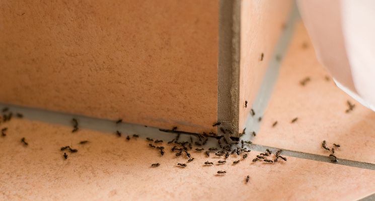 The Home Invasion: What is Attracting Ants to Your Dubai Home?