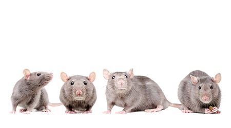 Amazing Facts About Rats in Dubai