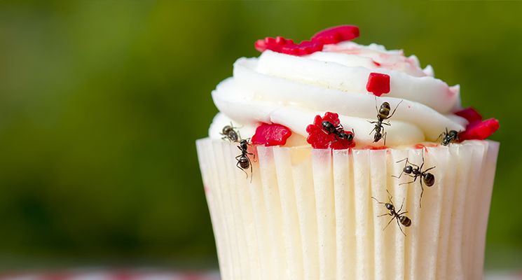 The Secret Life of Ants