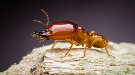 Fascinating Facts on Termites and pest control in Abu Dhabi