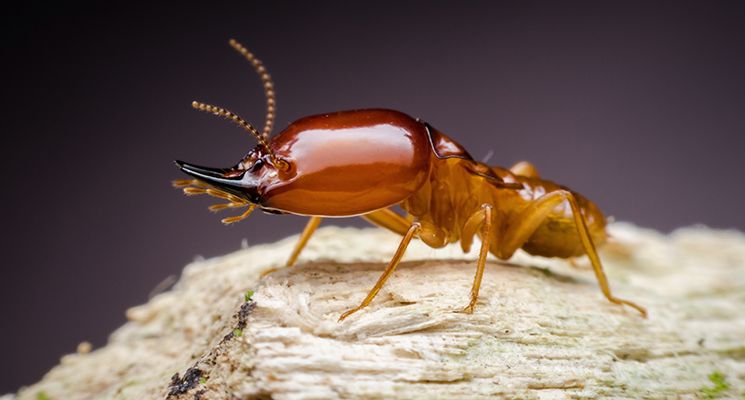 Fascinating Facts on Termites