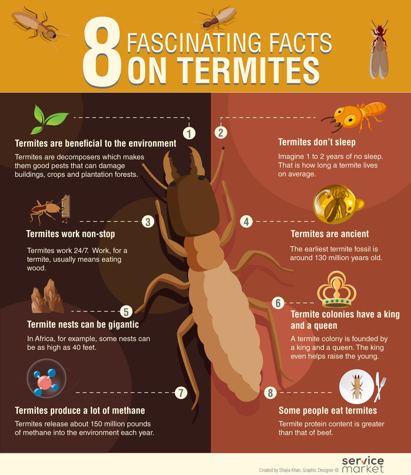 Fascinating Facts on Termites and pest control in Abu Dhabi 