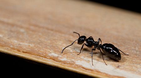 Pest control services in Dubai to tackle ant infestations
