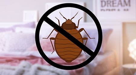Preparing Your Dubai Home for Bedbug Treatment