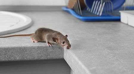 Pest on sale mice control