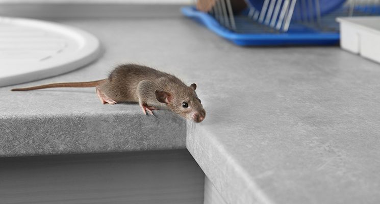 Pest Control 101: 5 Signs That You Have a Rodent Problem in Your Abu Dhabi Home or Workplace