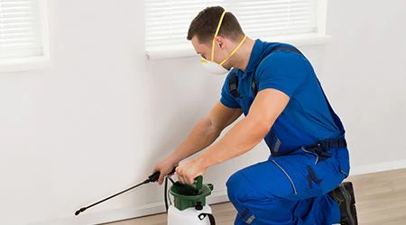 Pest control service in Dubai