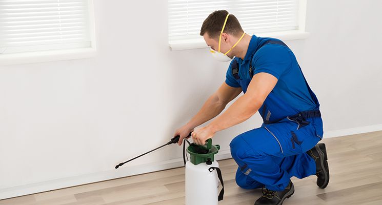 Termite Control: 10 Questions to Ask When Booking Pest Control Services in Dubai