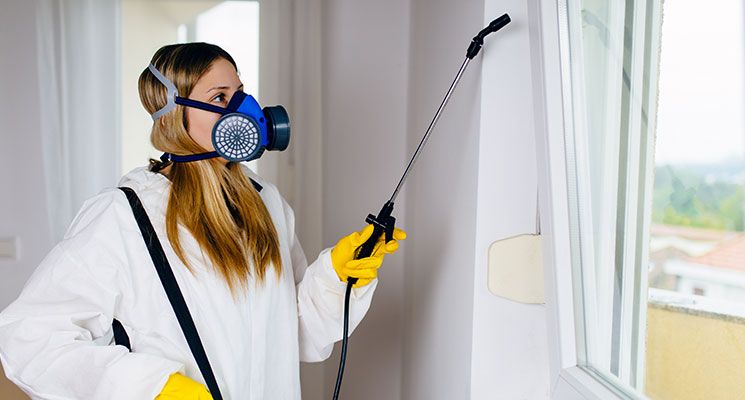 Questions to Ask a Pest Control Company in Abu Dhabi