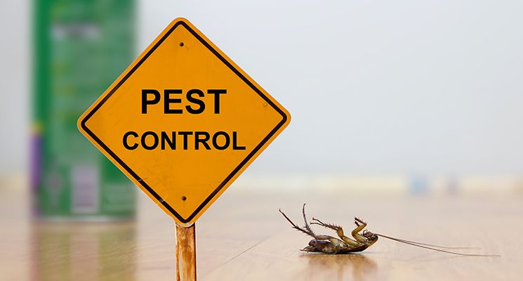 Top 10 Considerations for Hiring a Pest Control Service in Sharjah