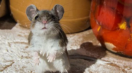 Pest control in Sharjah