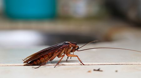 pest control services in sharjah for cockroach infestations