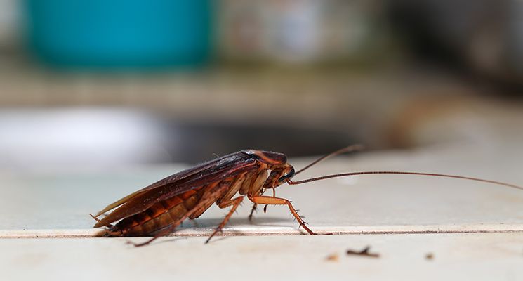 Everything You Need to Know About Cockroach Infestations in Sharjah
