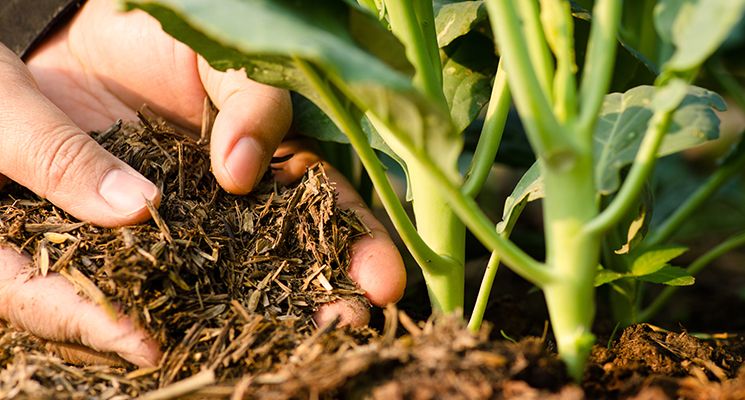 Gardening 101: Sustainable Landscape Design for Your Dubai Home