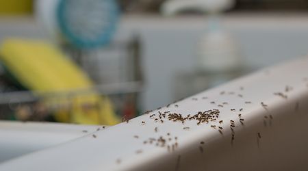 Ants in Doha