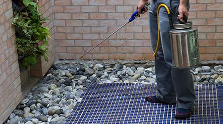 Pest control service in Sharjah