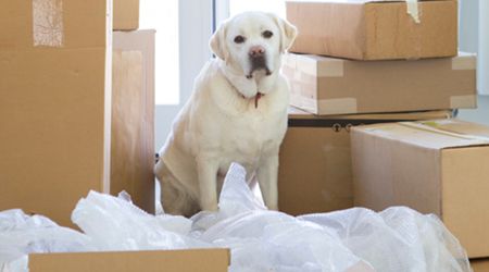 How to Help Your Dog Settle in When Moving to a New Home in Bahrain