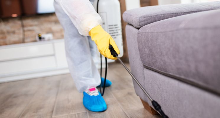 How to Prepare Your Dubai Home for a Pest Control Treatment