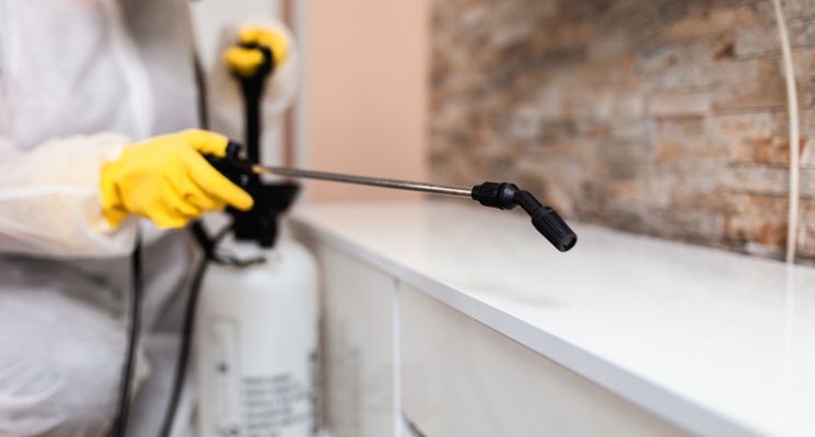 8 Tips to Cockroach-Proof Your Dubai Home