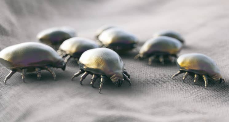 5 Things That May Be Hiding in Your Mattress in Dubai