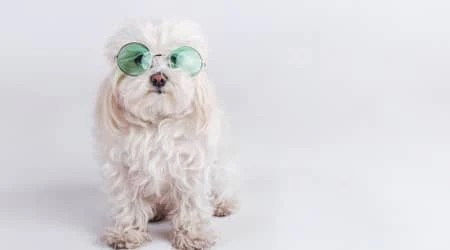 cute dog grooming in Dubai