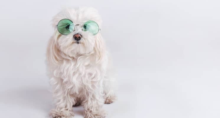 10 Signs Your Dog in Dubai Needs Pet Grooming