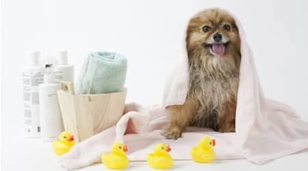 pet dog grooming in dubai