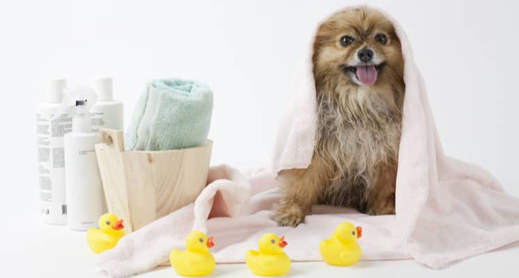 Should I Hire a Professional Pet Grooming Company in Dubai?