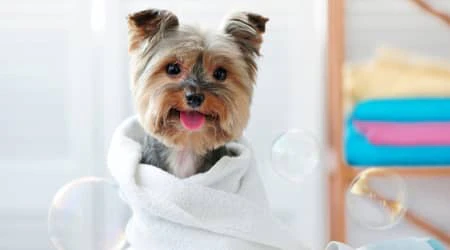 pet grooming products dubai