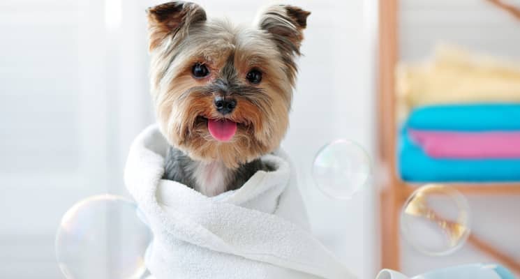 10 Must Buy Pet Grooming Products In Dubai