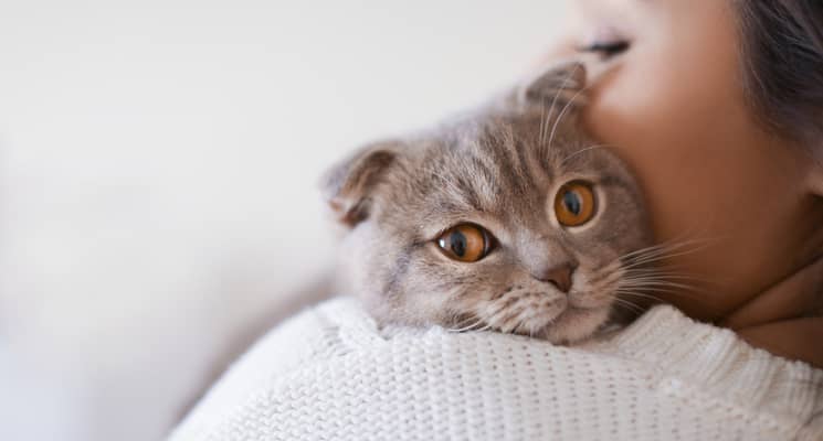 How to Groom Your Cat in Dubai?