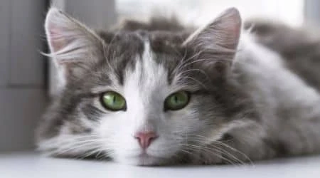 signs your cat needs to be groomed in Dubai