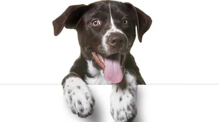 dog grooming methods in Dubai