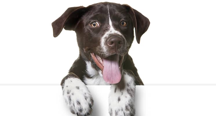 How to Groom Your Dog in Dubai?