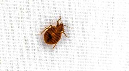 bed bugs in Sharjah