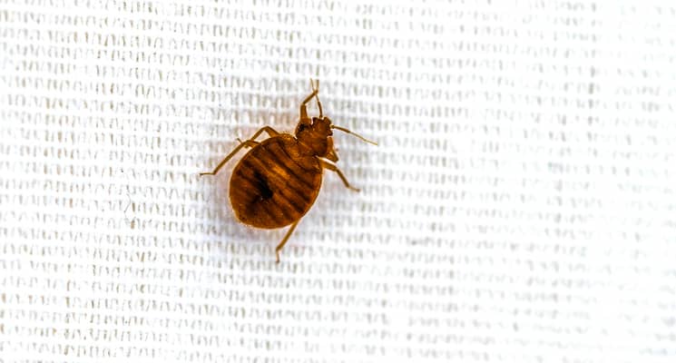 Bed Bugs in Sharjah: The First Signs