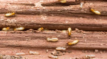 termites in Sharjah