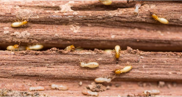 Termites in Sharjah: How to Identify and Control Them