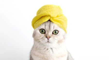 top pet grooming services