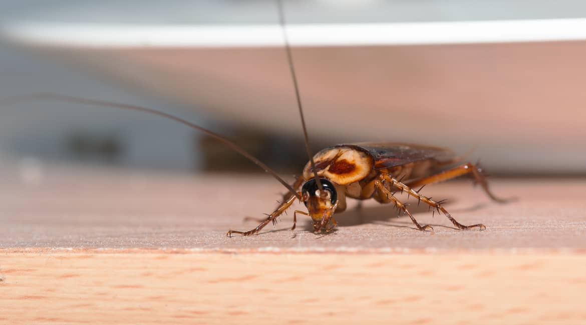 Top 5 Pest Control Companies in Dubai