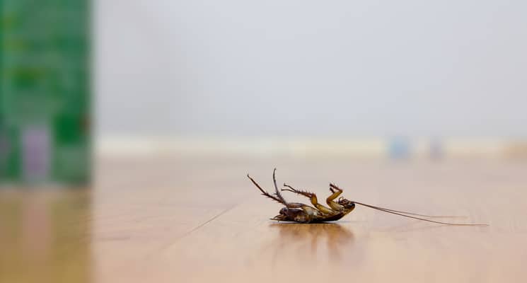 How Much Do Pest Control Services Cost in Dubai