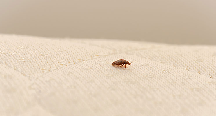 Bed bugs treatment in Dubai