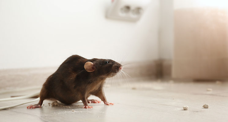 Rat control Dubai